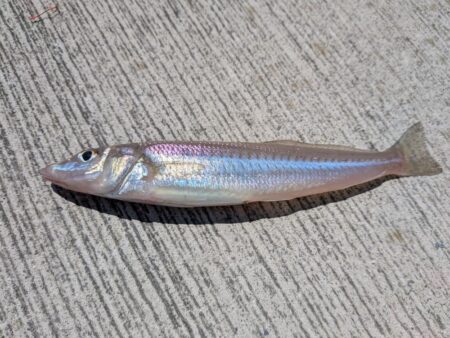 釣り場を転々と
